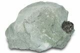 Wide, Enrolled Flexicalymene Trilobite - Indiana #289061-1